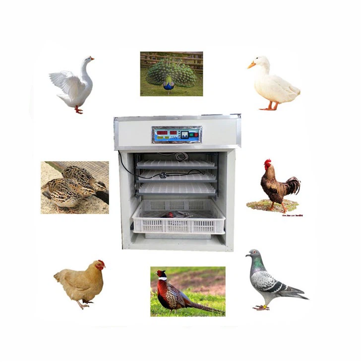 Best Incubator For Turkey Eggs factory