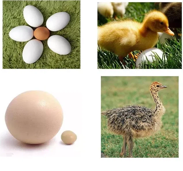 Chicken Egg Incubator