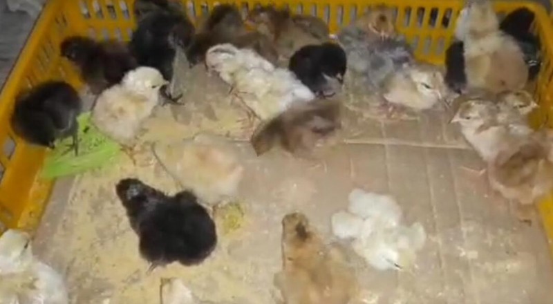 chick incubator chick incubator