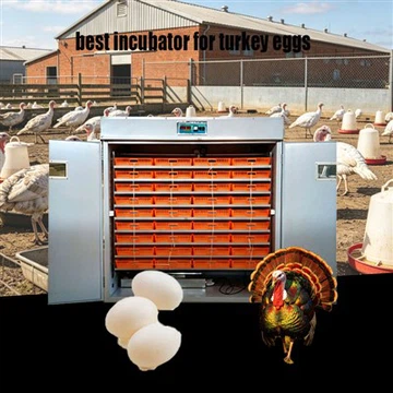 Best Incubator For Turkey Eggs